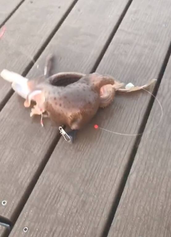 Πήγε για ψάρεμα με πετονιά - Το «θηρίο» που έπιασε τον άφησε άναυδο (photos)