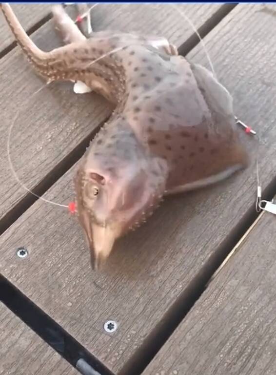 Πήγε για ψάρεμα με πετονιά - Το «θηρίο» που έπιασε τον άφησε άναυδο (photos)