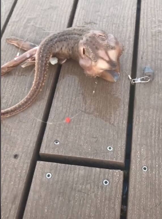 Πήγε για ψάρεμα με πετονιά - Το «θηρίο» που έπιασε τον άφησε άναυδο (photos)