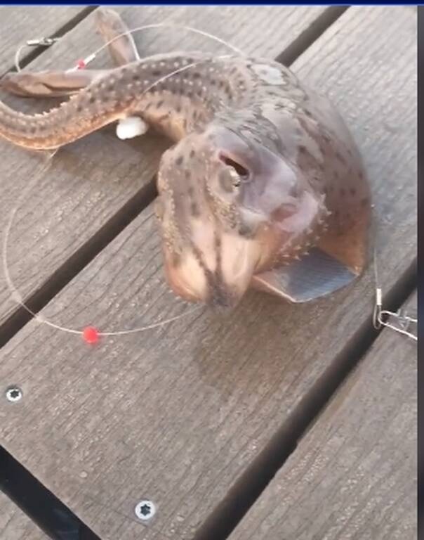 Πήγε για ψάρεμα με πετονιά - Το «θηρίο» που έπιασε τον άφησε άναυδο (photos)