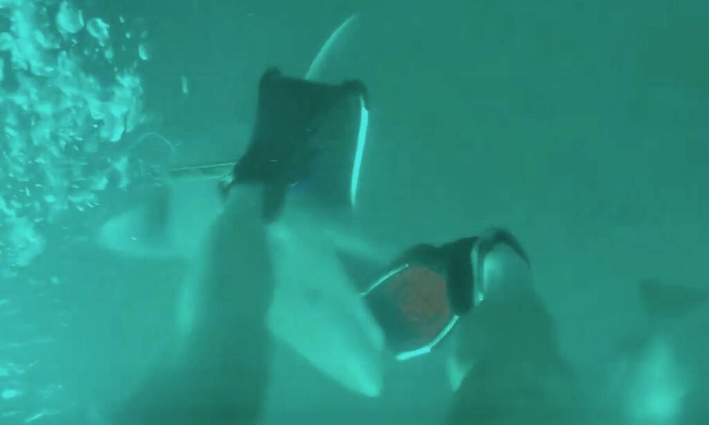 Πήγε για ψαροτούφεκο και έζησε τον απόλυτο τρόμο - Η ψύχραιμη αντίδραση του έσωσε τη ζωή