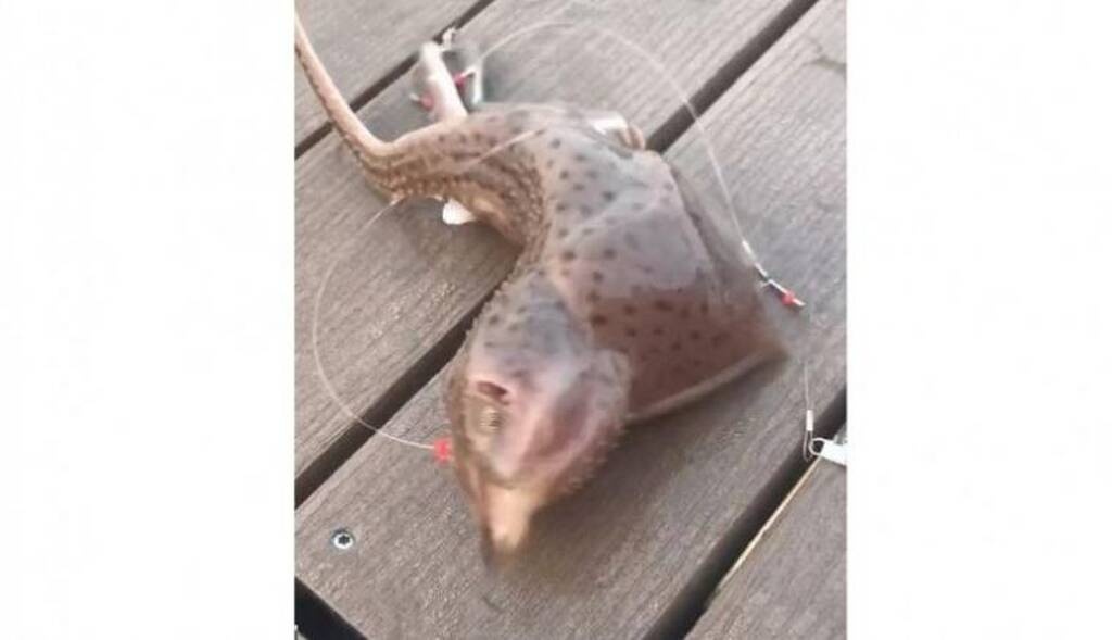 Πήγε για ψάρεμα με πετονιά - Το «θηρίο» που έπιασε τον άφησε άναυδο (photos)