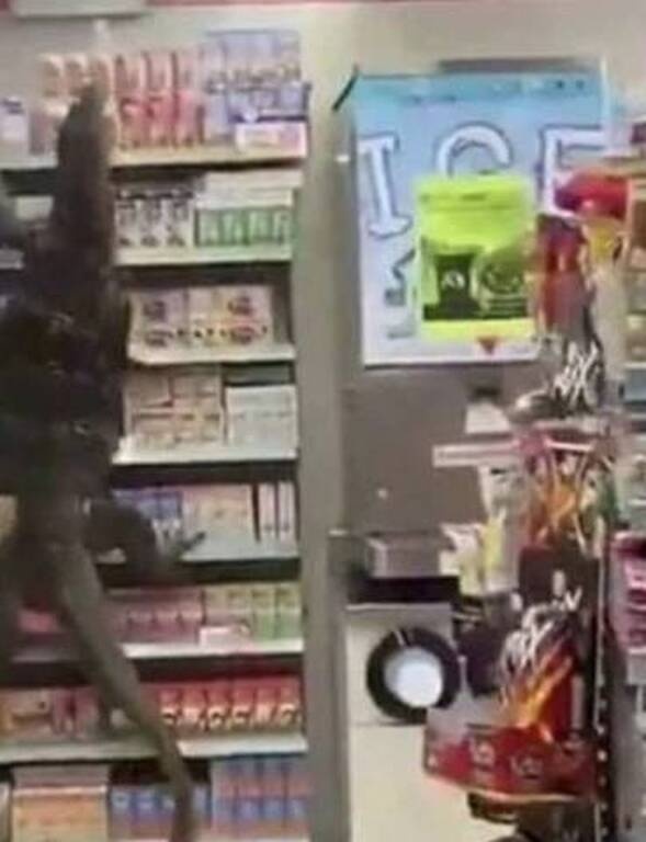 Πήγαν σούπερ μάρκετ και τα είδαν... όλα - Γλίτωσαν από θαύμα (photos)
