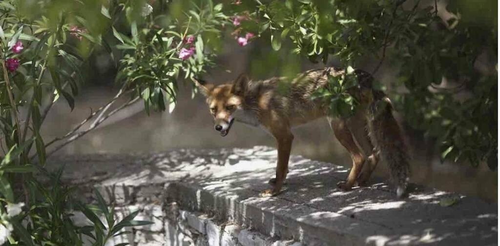Μπούκαρε σε βάφτιση και έκλεψε γλυκό - Ο απρόσμενος επισκέπτης που έγινε Viral