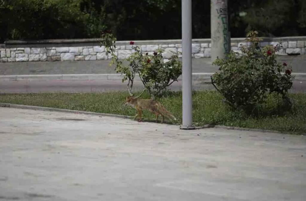 Μπούκαρε σε βάφτιση και έκλεψε γλυκό - Ο απρόσμενος επισκέπτης που έγινε Viral