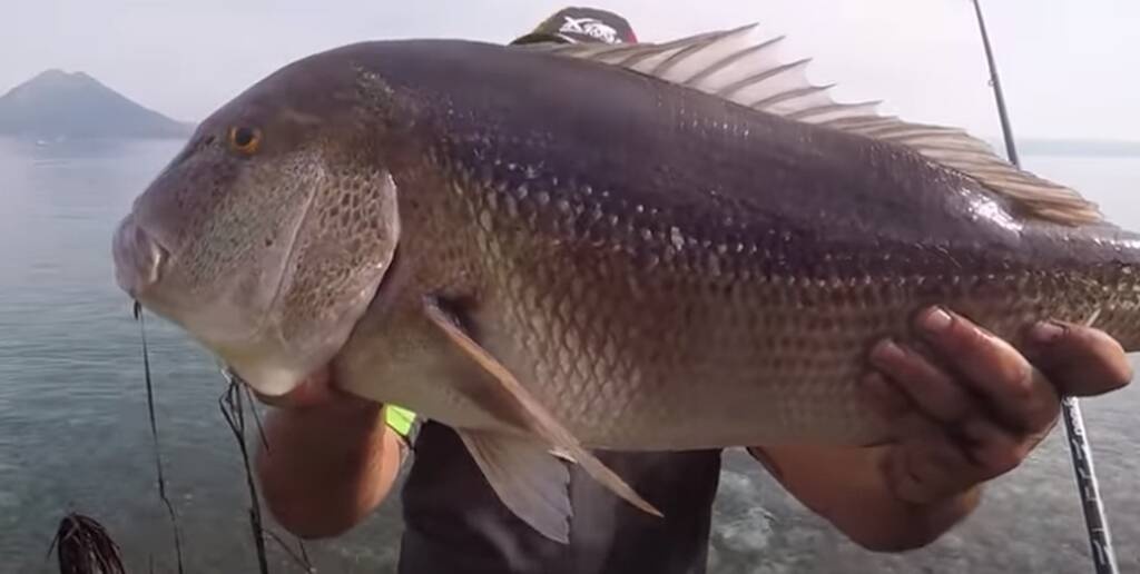 Απίθανη ψαριά με «θηρίο» - Δεν πίστευε αυτό που έβγαλε