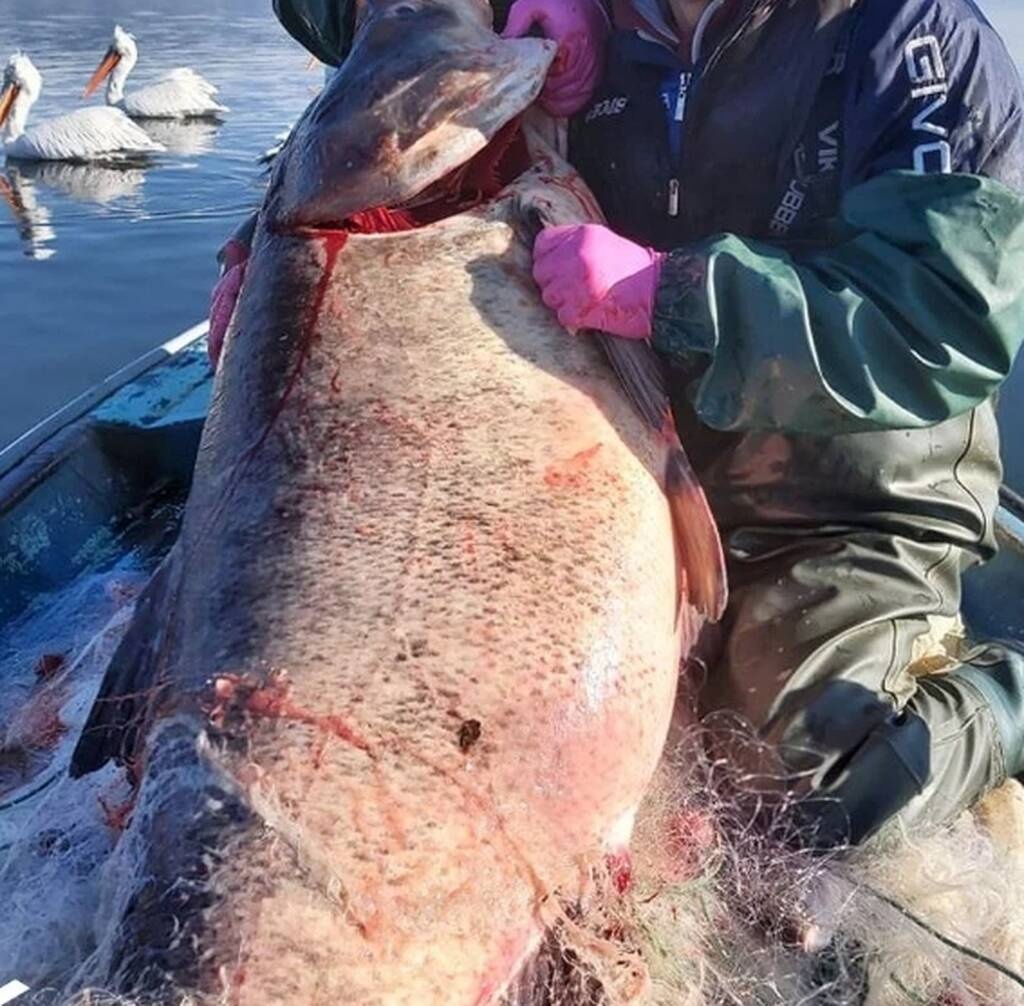 Έπιασαν «θηρίο» που ζυγίζει 85 κιλά - Δεν το πίστευαν οι ψαράδες