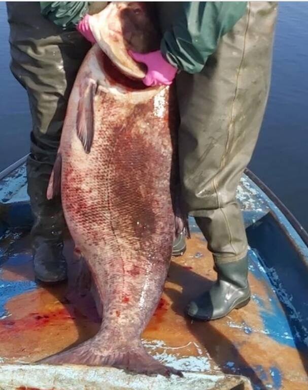 Έπιασαν «θηρίο» που ζυγίζει 85 κιλά - Δεν το πίστευαν οι ψαράδες