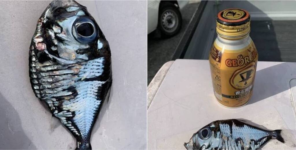 Αυτό είναι το... μεταλλικό ψάρι που έγινε viral (photos)