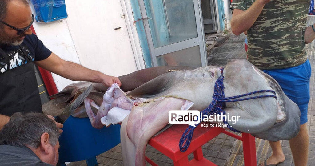Έμειναν με το στόμα ανοιχτό - Ψάρεψαν «θηρίο» 300 κιλών