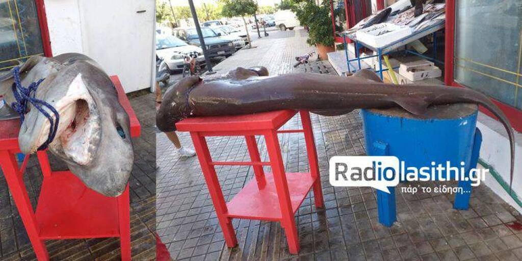 Έμειναν με το στόμα ανοιχτό - Ψάρεψαν «θηρίο» 300 κιλών