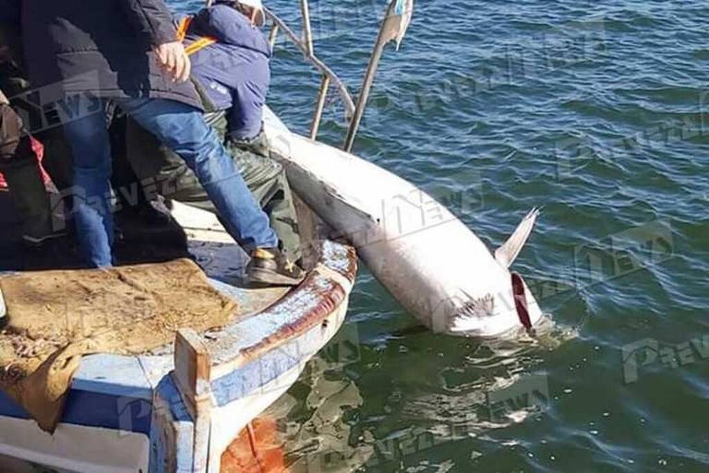 Απίθανη ψαριά με «θηρίο» 130 κιλών - Δεν μπορούσαν να το σηκώσουν