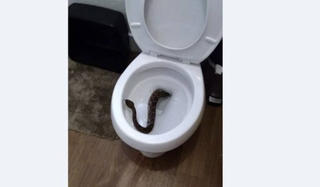 Τρόμος σε κάμπινγκ - Φίδι ξετρύπωσε από τη λεκάνη τουαλέτας (photos)