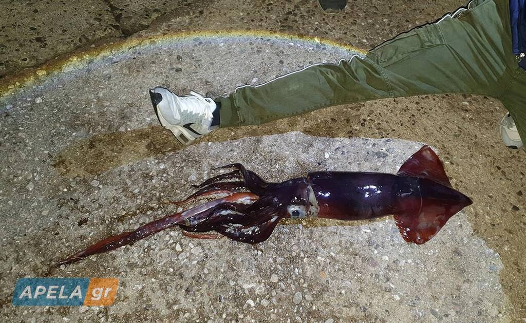 Ψάρεψαν ένα... θηρίο - Τρομάζει στην όψη του
