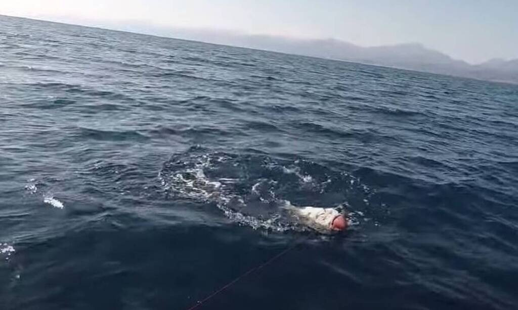Ψαράδες έπιασαν... ένα τέρας - Δεν θα πιστεύετε στα μάτια σας