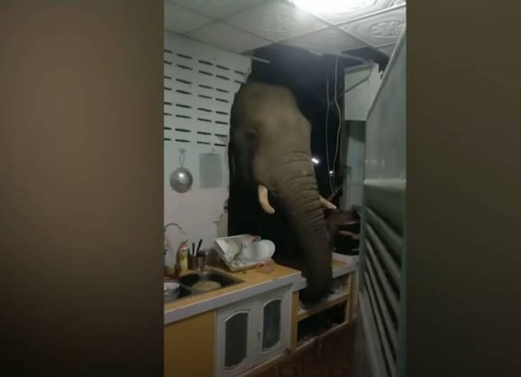 Ελέφαντας έκανε «ντου» στην κουζίνα - Τα είδαν όλα οι ιδιοκτήτες του σπιτιού