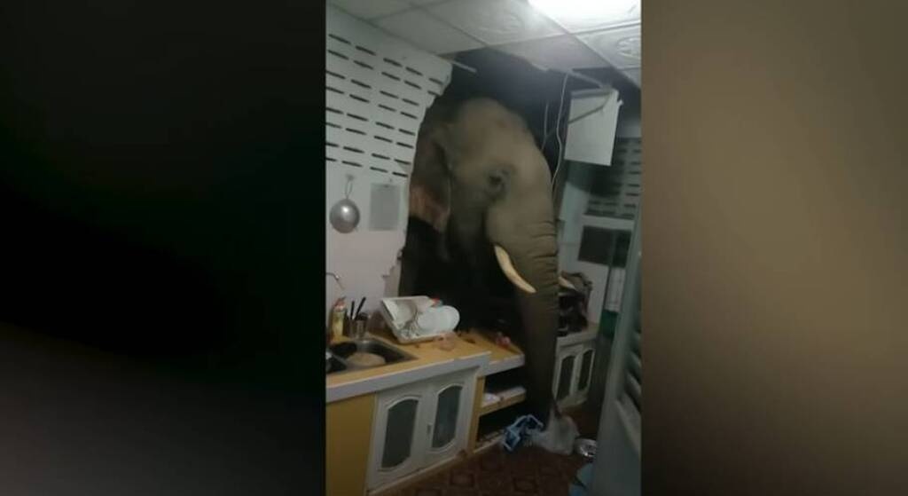 Ελέφαντας έκανε «ντου» στην κουζίνα - Τα είδαν όλα οι ιδιοκτήτες του σπιτιού