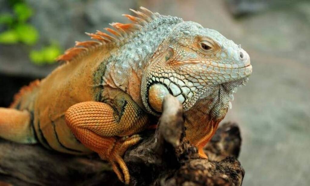 «Τρόμος» σε γειτονιά - Επικίνδυνο ζώο κόλλησε σε δέντρο - Τρελάθηκαν οι ειδικοί μ’ αυτό που είδαν