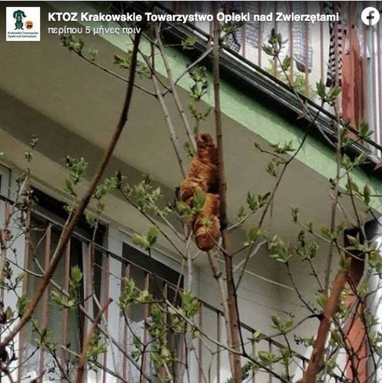 «Τρόμος» σε γειτονιά - Επικίνδυνο ζώο κόλλησε σε δέντρο - Τρελάθηκαν οι ειδικοί μ’ αυτό που είδαν