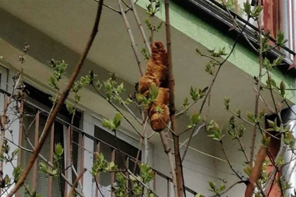 «Τρόμος» σε γειτονιά - Επικίνδυνο ζώο κόλλησε σε δέντρο - Τρελάθηκαν οι ειδικοί μ’ αυτό που είδαν