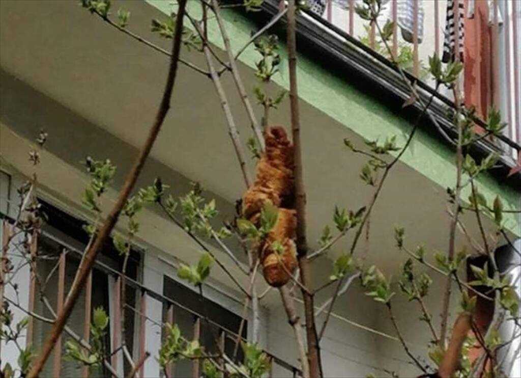 «Τρόμος» σε γειτονιά - Επικίνδυνο ζώο κόλλησε σε δέντρο - Τρελάθηκαν οι ειδικοί μ’ αυτό που είδαν