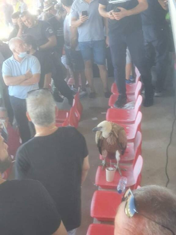 Επικό σκηνικό με έναν γύπα στο Βουζουνεράκειο (video)