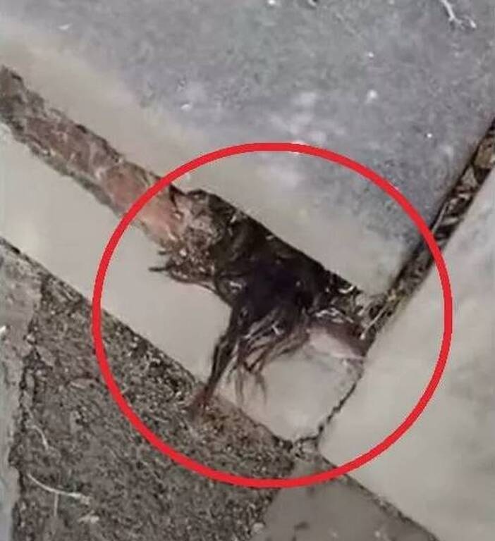 Τρόμος - Πήγε σε νεκροταφείο και σάστισε μόλις είδε τι ανατριχιαστικό έβγαινε από τάφο (pics+vid)