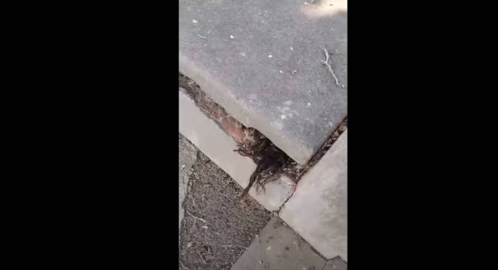 Τρόμος - Πήγε σε νεκροταφείο και σάστισε μόλις είδε τι ανατριχιαστικό έβγαινε από τάφο (pics+vid)