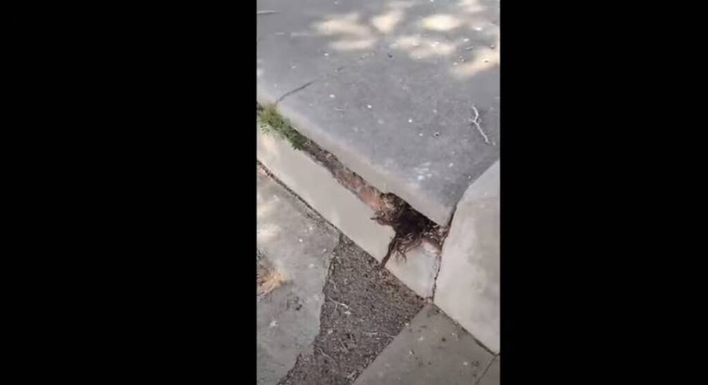 Τρόμος - Πήγε σε νεκροταφείο και σάστισε μόλις είδε τι ανατριχιαστικό έβγαινε από τάφο (pics+vid)