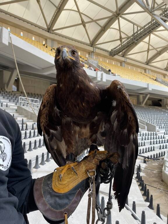 ΑΕΚ: Ο αετός που θα πετά στην «Αγιά Σοφιά» (photos)