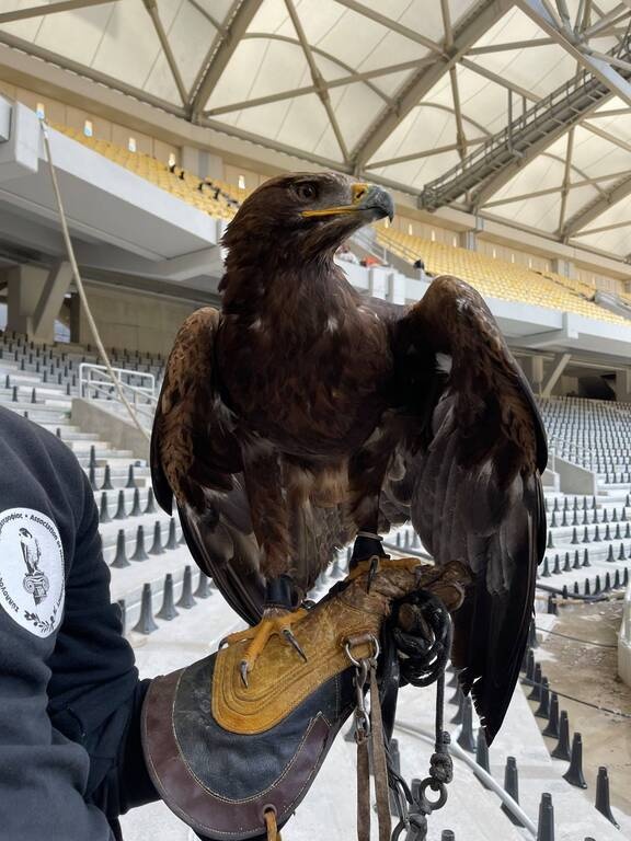 ΑΕΚ: Ο αετός που θα πετά στην «Αγιά Σοφιά» (photos)