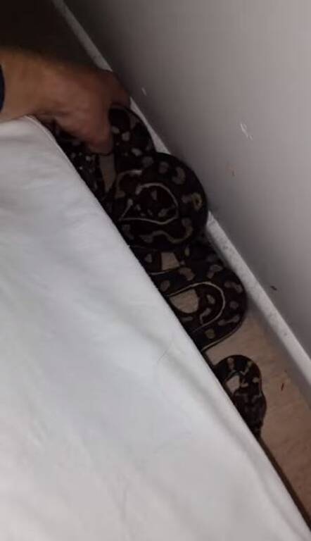 Πήγε να μπει στο δωμάτιο και «πάγωσε» - Απίστευτο αυτό που κρυβόταν κάτω από τα μαξιλάρια (pics+vid)