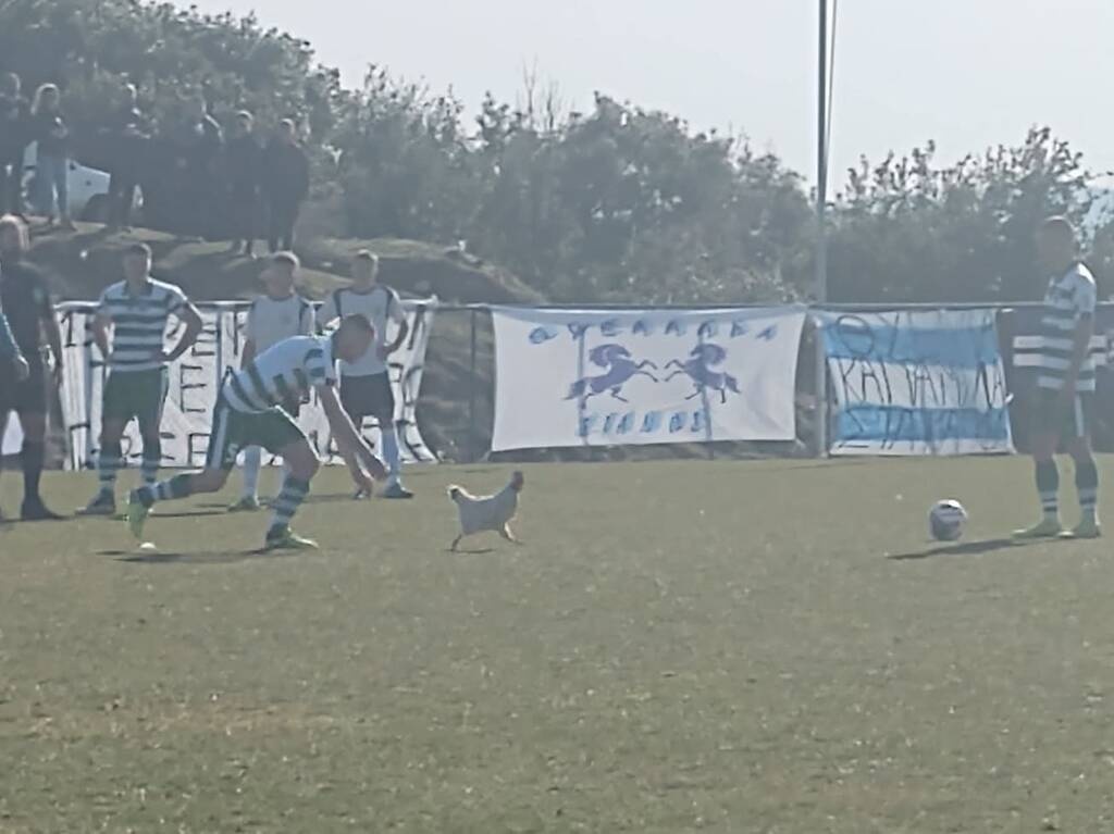 Απίθανο περιστατικό! Πέταξαν κόκορα λυράτο σε γήπεδο τοπικού (photos)