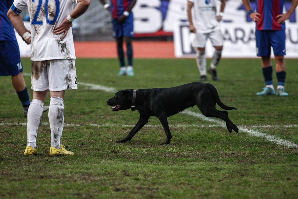 Γ’ Εθνική: Σκύλος εισέβαλε σε ματς και το διέκοψε δύο φορές (photos+video)