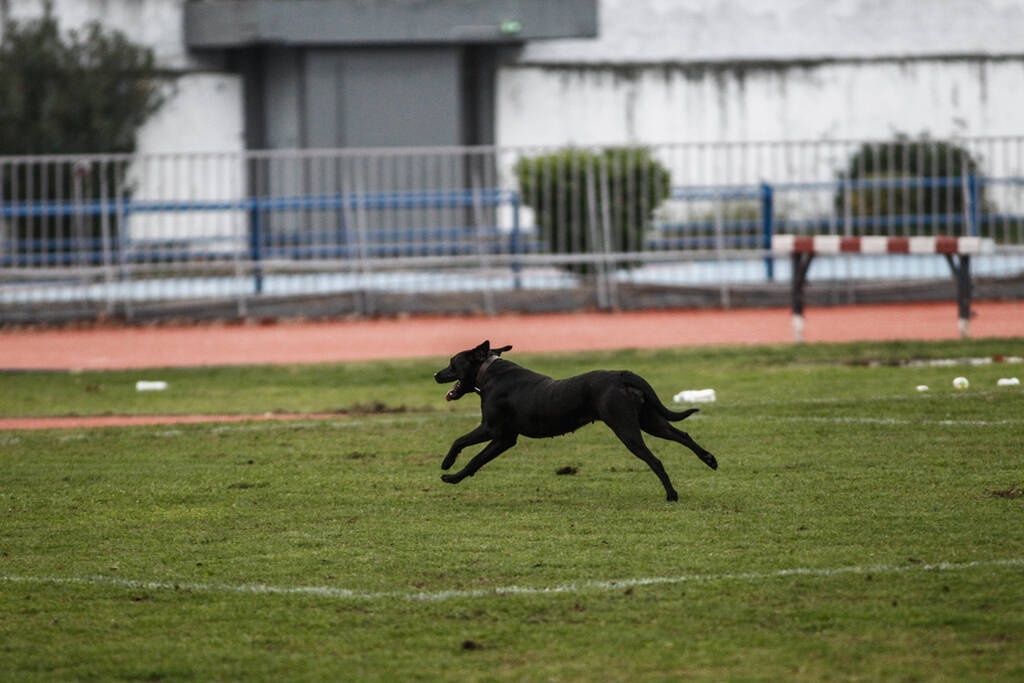 Γ’ Εθνική: Σκύλος εισέβαλε σε ματς και το διέκοψε δύο φορές (photos+video)