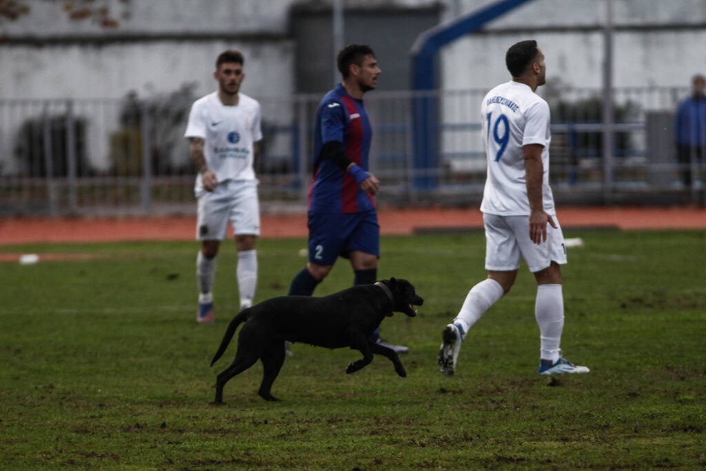 Γ’ Εθνική: Σκύλος εισέβαλε σε ματς και το διέκοψε δύο φορές (photos+video)