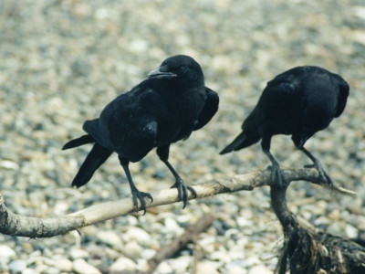 O Σισέ και τα «κοράκια»