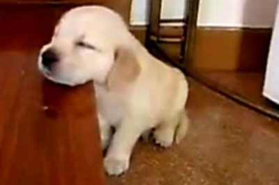 VIDEO: Το You Tube «υποκλίνεται» σε ένα πέντε μηνών κουτάβι!