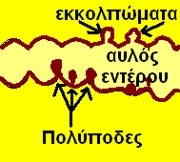Πολύποδες