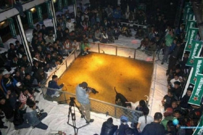 Η Heineken χορηγός σε κυνομαχίες;