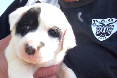 Χαρίζει κουτάβια ο φιλόζωος Τσιρίλο (photos)