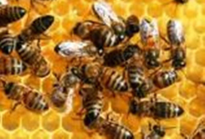 Τροφή για … Βασιλιάδες !