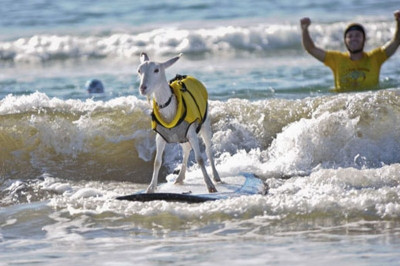 Κάνουν οι κατσίκες σερφ; (video)