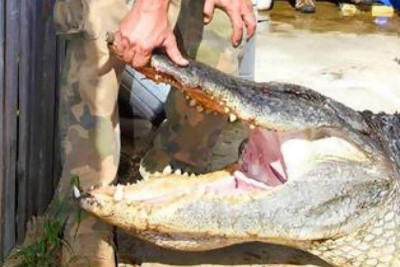Δείτε έναν αλιγάτορα σε μέγεθος XXL