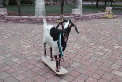 Κατσίκα για ρεκόρ! (video+photos)