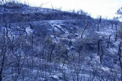 ΑΠΟΚΛΕΙΣΤΙΚΕΣ ΦΩΤΟΓΡΑΦΙΕΣ: Κρανίου τόπος στη Μεγαλόπολη Αρκαδίας!