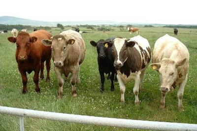 Η βλακεία είναι - τελικά - αγχολυτικό