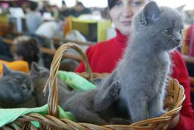 Το γατάκι του Πούτιν θα ζήσει έξι μήνες στο αεροδρόμιο του Τόκιο