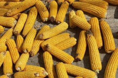 Νοθεύουν τα τρόφιμα για να πειράξουν το DNA μας