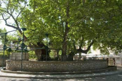 Πεθαίνει ο Πλάτανος του Ιπποκράτη!